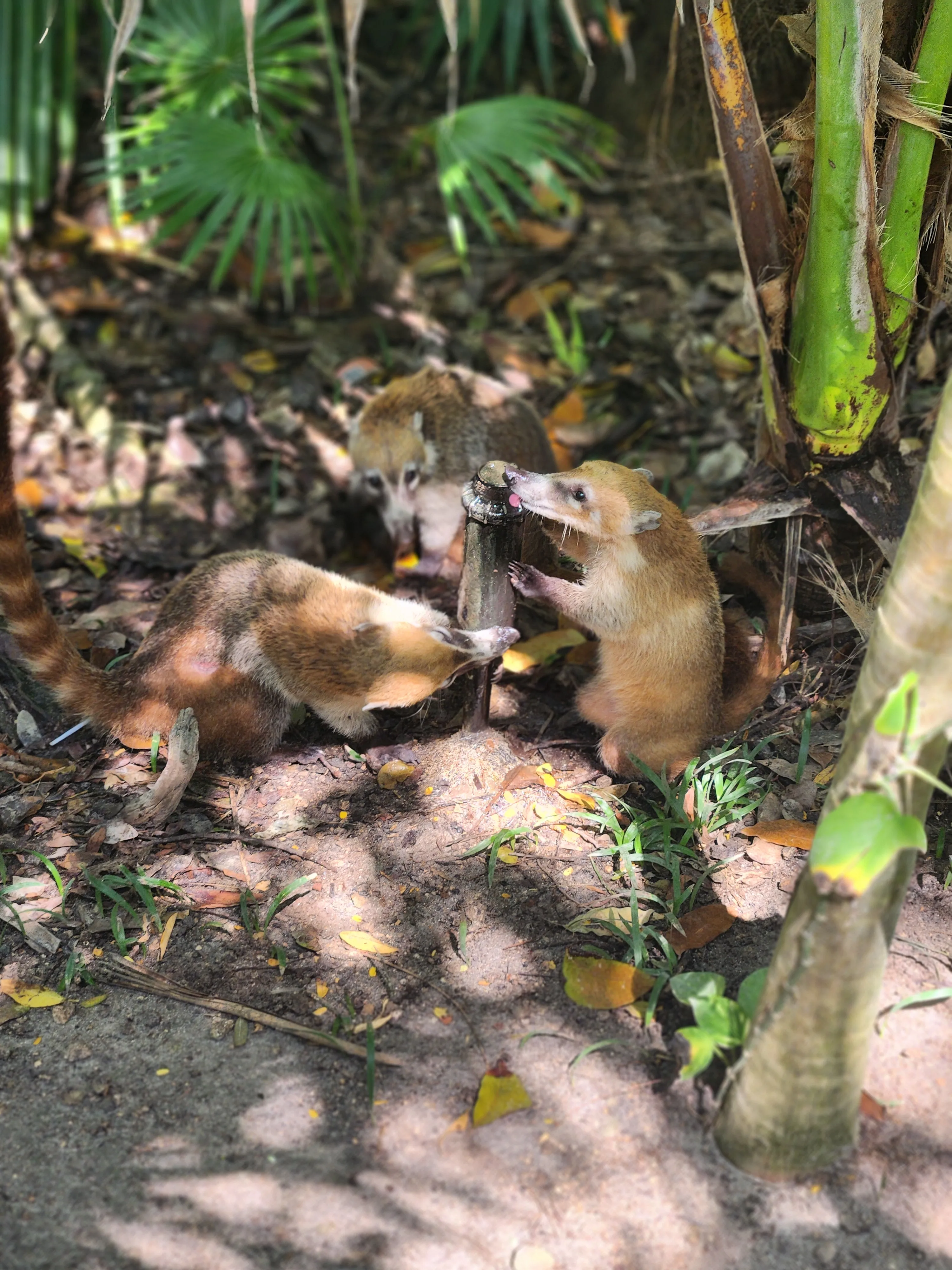 Xcaret Park Coati