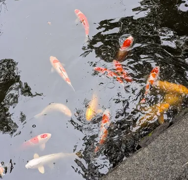 Koi @ Tsurugaoka Hachimangu